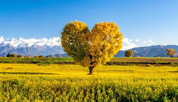 ハートの形の銀杏の木の写真