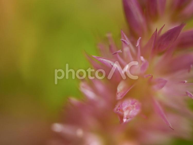 ケイトウ 花,ケイトウ,花びらの写真素材