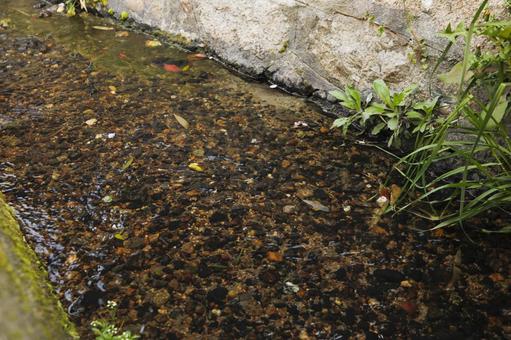 水路を流れる花びら 水路を流れる花びら 鮮やか,砂利,河川の写真素材