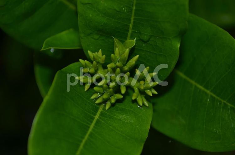 フィリピンの森　蕾 蕾,植物,クローズアップの写真素材
