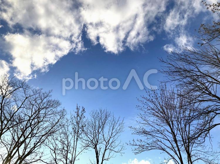 冬の森　空を見上げる 青空,雲,風景の写真素材