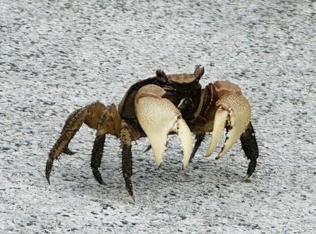 カニ カニの写真