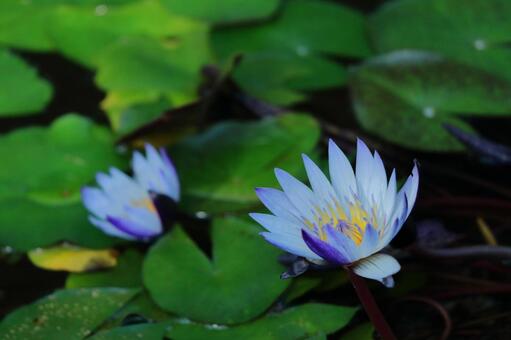 在水面上優雅地漂浮 在水面上優雅地漂浮