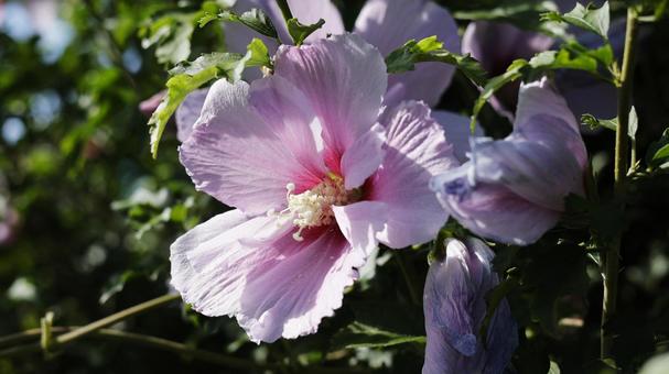 【花の写真】ムクゲ ムクゲ,花,樹木の写真素材