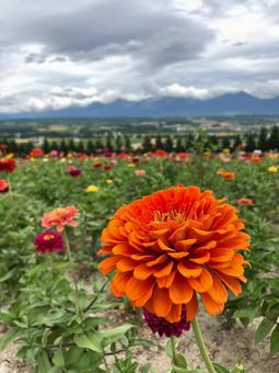 百日草 百日草 富良野,ふらの,花畑の写真素材