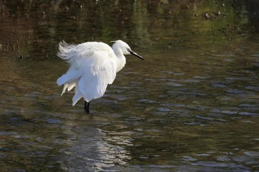 コサギ コサギ コサギ,野鳥,鳥の写真素材