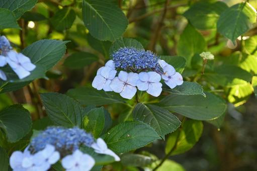 Blue-purple hydrangea blooming during the rainy season, JPG Blue-purple hydrangea blooming during the rainy season, JPG