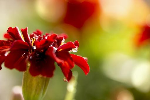 マリーゴールドの写真