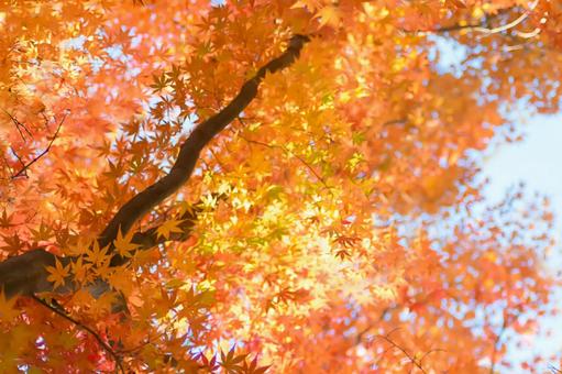 紅葉の秋もみじ 紅葉の秋もみじ 紅葉,秋,もみじの写真素材