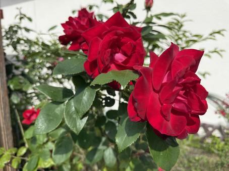 三輪の赤い薔薇 三輪の赤い薔薇の写真