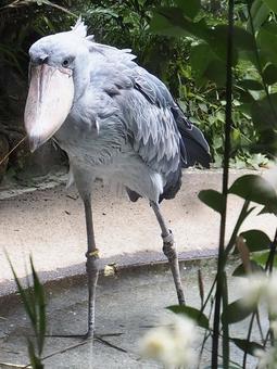ハシビロコウ ハシビロコウの写真