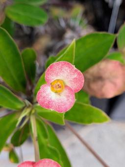 花　植物 花,植物,野草の写真素材