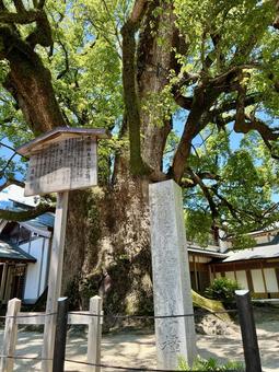 Photo, ogusu, dazaifu, mizhu, 