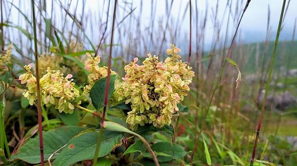 ウラジロタデ咲く霧の茶臼岳 ウラジロタデ咲く霧の茶臼岳の写真
