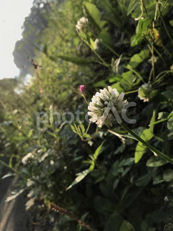 しろつめくさ 自然,花,葉の写真素材