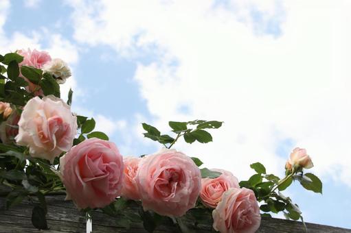 薔薇 薔薇の写真