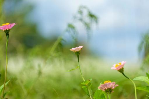 夏空に咲くピンクの百日草の写真