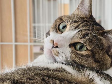 ケージの中でくつろぐ猫 ケージの中でくつろぐ猫 猫,ネコ,ペットの写真素材