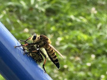 シオヤアブ シオヤアブ 捕食,自然,昆虫の写真素材