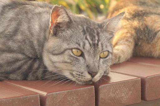 ねこ ねこ ねこ,野良,動物の写真素材