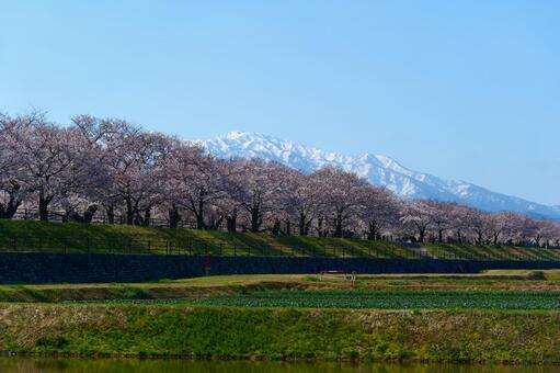 春の四重奏で知られる、舟川べり桜並木。 さくら,桜,花見の写真素材