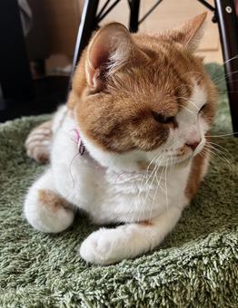 猫 猫の写真