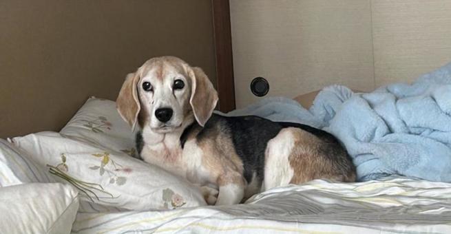 くつろぐビーグル くつろぐビーグルの写真