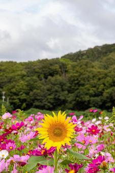 笠岡ベイファームのコスモスとヒマワリの写真