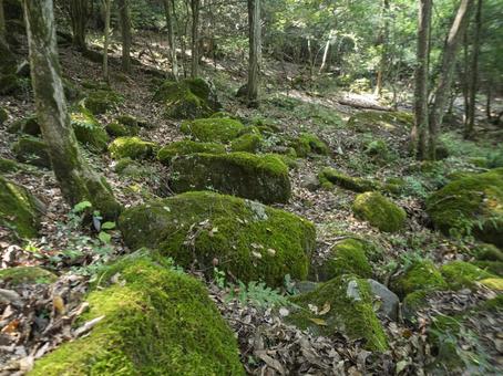 森に眠る苔むす岩 苔,岩,森の写真素材
