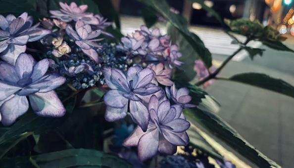 夜の紫陽花 夜の紫陽花の写真