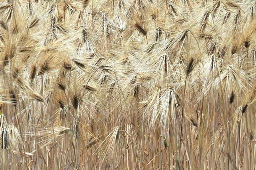 大麦の写真