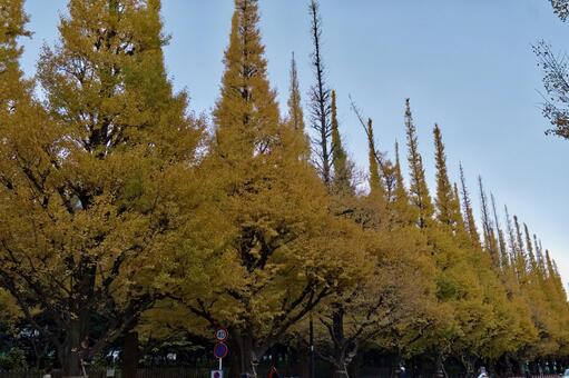 東京, 明治神宮外苑のいちょう並木 いちょう並木,明治神宮外苑,紅葉の写真素材