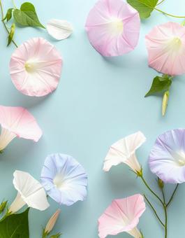 朝顔-05 朝顔-05の写真
