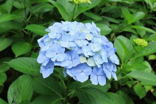 【花の写真】紫陽花_0609-16 【花の写真】紫陽花_0609-16の写真