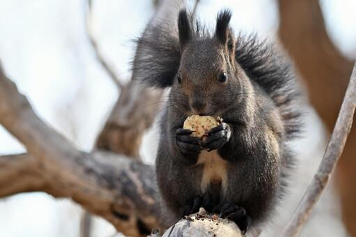 リス エゾリス,哺乳類,野生の写真素材