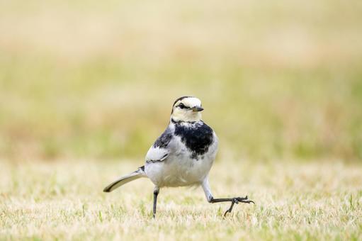 ハクセキレイ⒇ ハクセキレイ⒇ 野鳥,ハクセキレイ,セキレイの写真素材