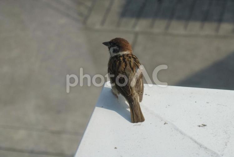 建物の角にとまるスズメ スズメ,雀,すずめの写真素材
