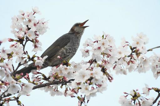 春のヒヨドリ 春のヒヨドリの写真