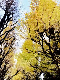 イチョウ イチョウ,銀杏,イチョウ並木の写真素材