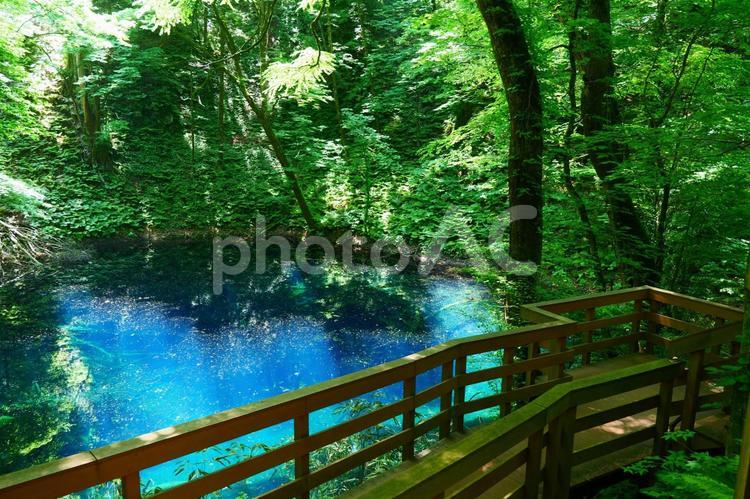 白神山地の青池。深浦、青森。６月上旬。 青池,十二湖,白神山地の写真素材
