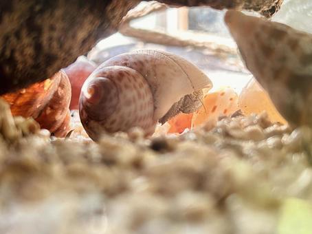 睡眠中のオカヤドカリ オカヤドカリ,睡眠,睡眠中の写真素材