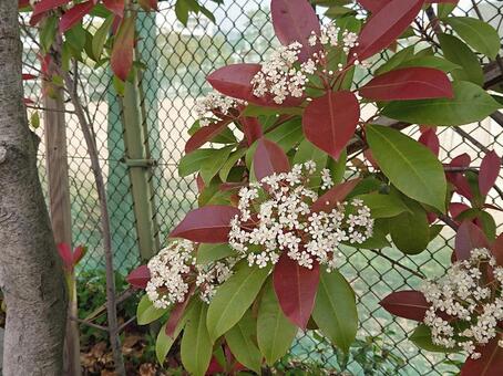 レッドロビン レッドロビン,ベニカナメモチ,花の写真素材