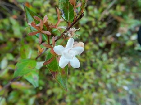 【花の写真】ハナゾノツクバネウツギ 【花の写真】ハナゾノツクバネウツギ ハナゾノツクバネウツギ,アベリア,花園衝羽根空木の写真素材
