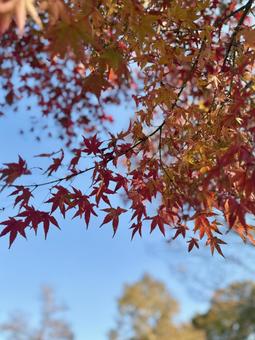 紅葉　もみじ もみじ,紅葉,モミジの写真素材