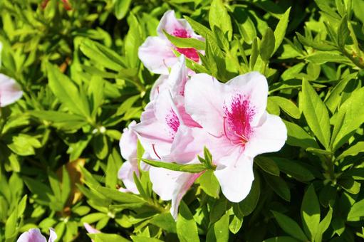 Azalea-11, JPG