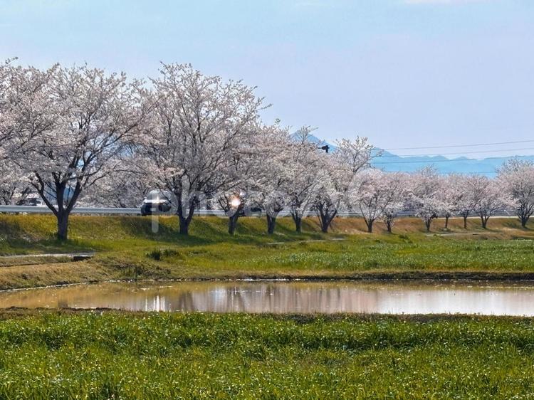 桜並木 桜,春,水田の写真素材