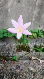 地面に咲くサフランモドキ 地面に咲くサフランモドキの写真