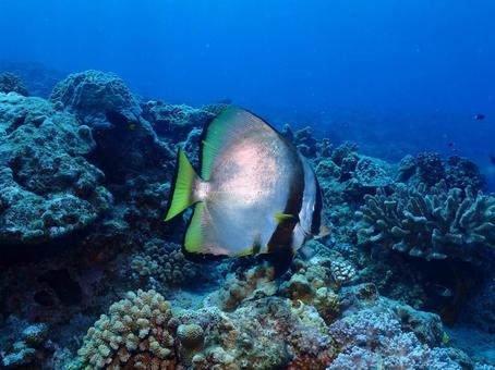 ツバメウオ ツバメウオの写真