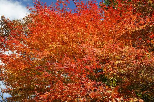 紅葉-101 もみじ,秋,背景の写真素材