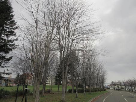 冬の立木 立木,枯れ木,冬の写真素材